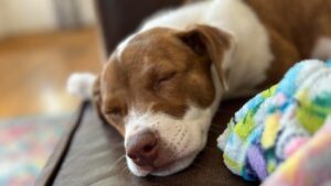 Как превратить фото питомца в милый стикер для iPhone