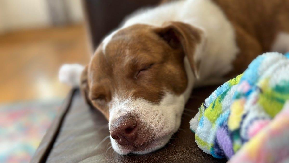 Как превратить фото питомца в милый стикер для iPhone